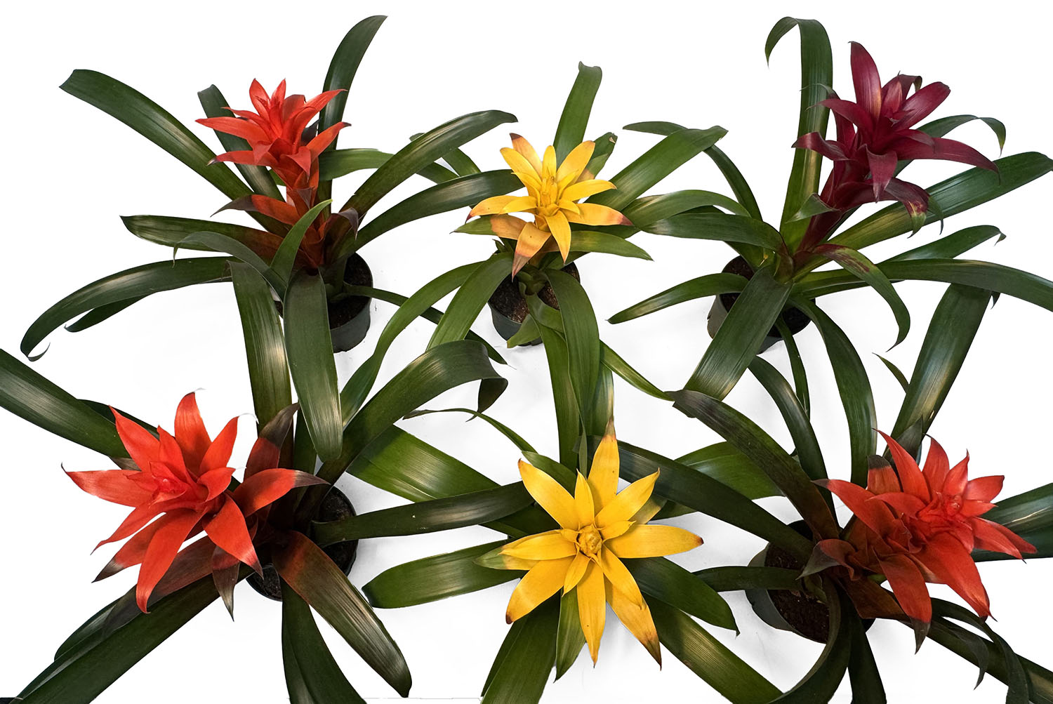 4” Pot Bromeliad Plant (Assorted Grower's Choice)