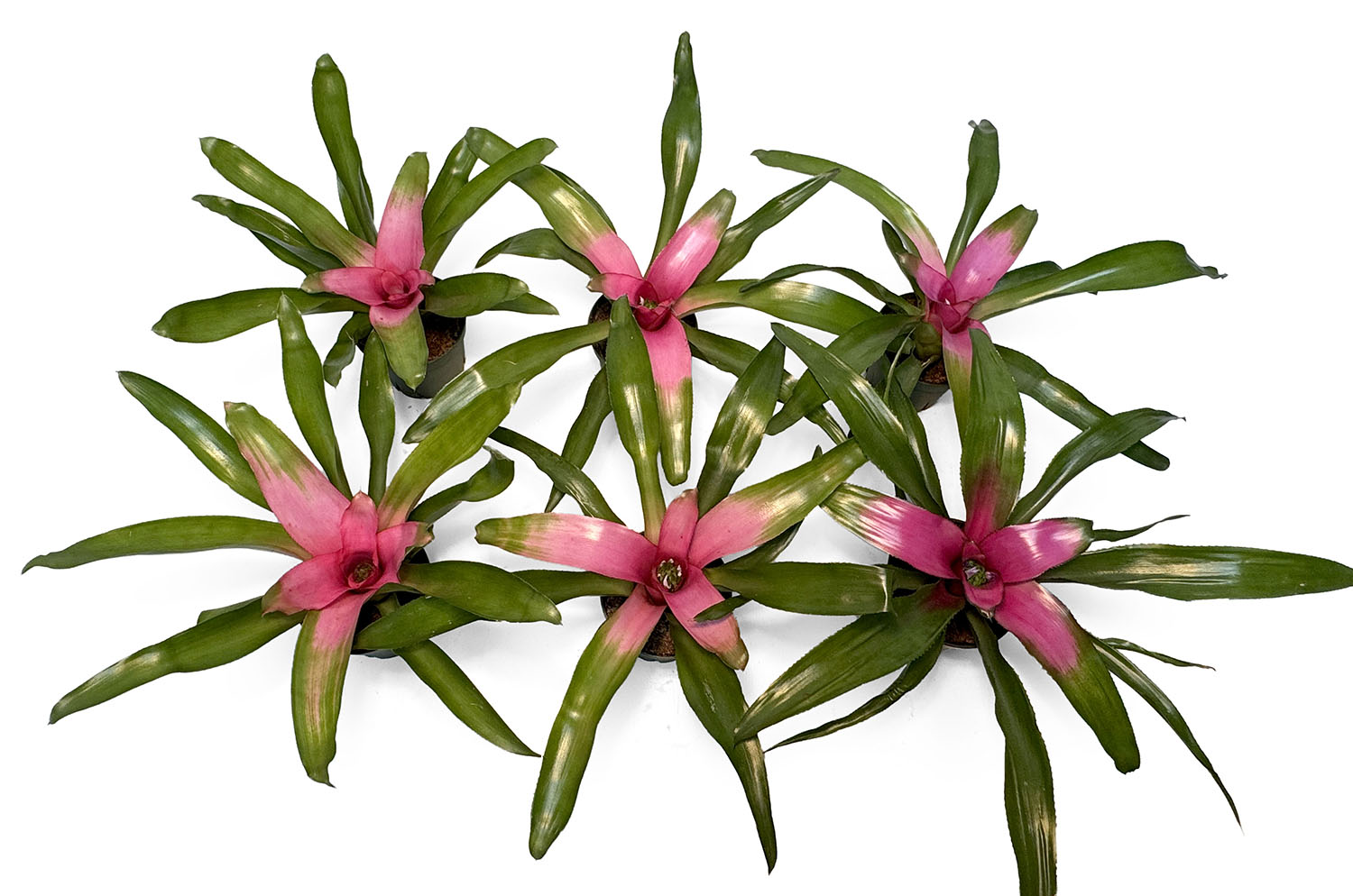 4” Pot Bromeliad Plant (Assorted Grower's Choice)