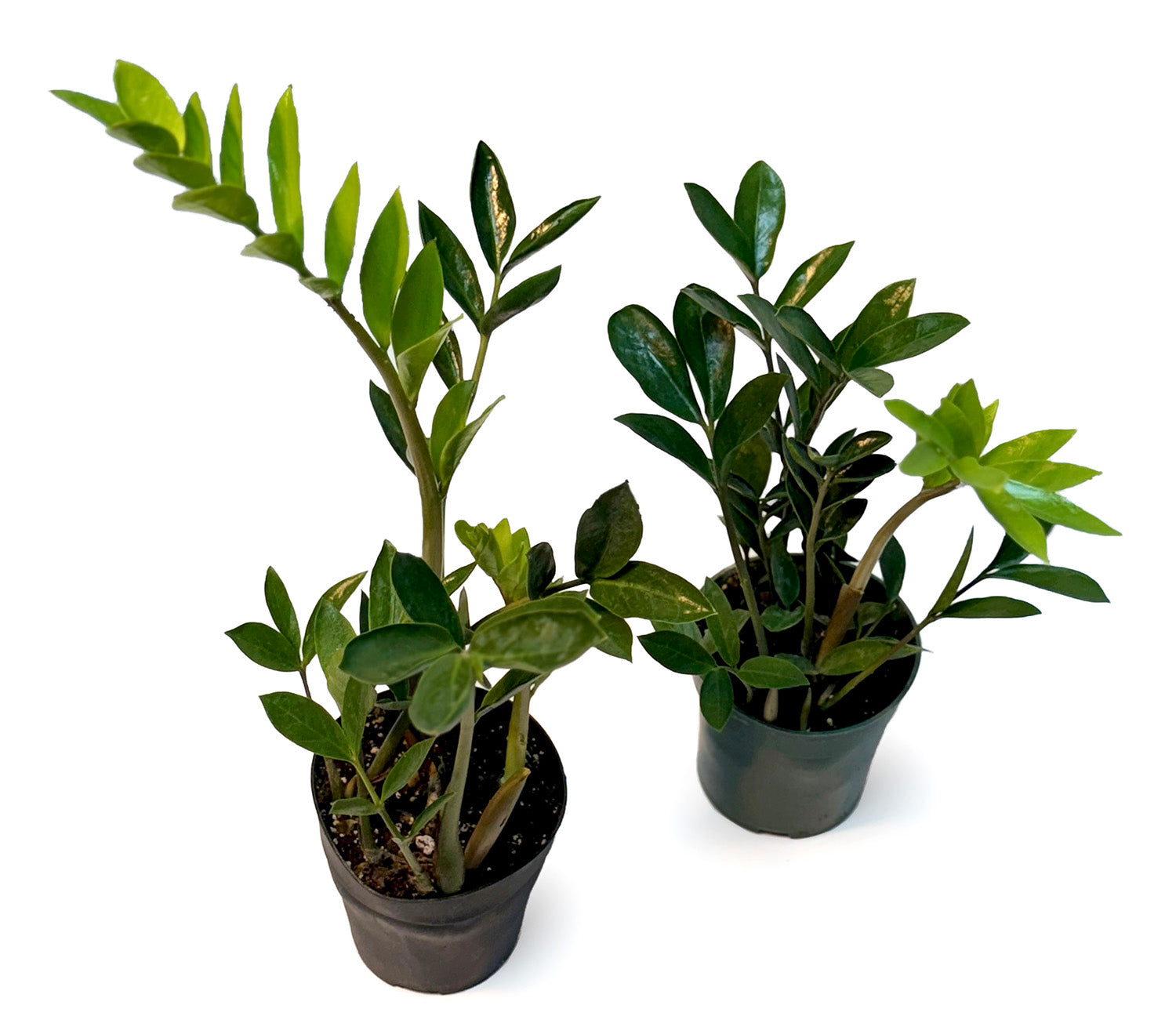 CF 4" Chameleon ZZ Potted Plant