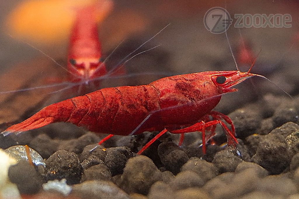 DT Rose Cherry Neocaridina Shrimp