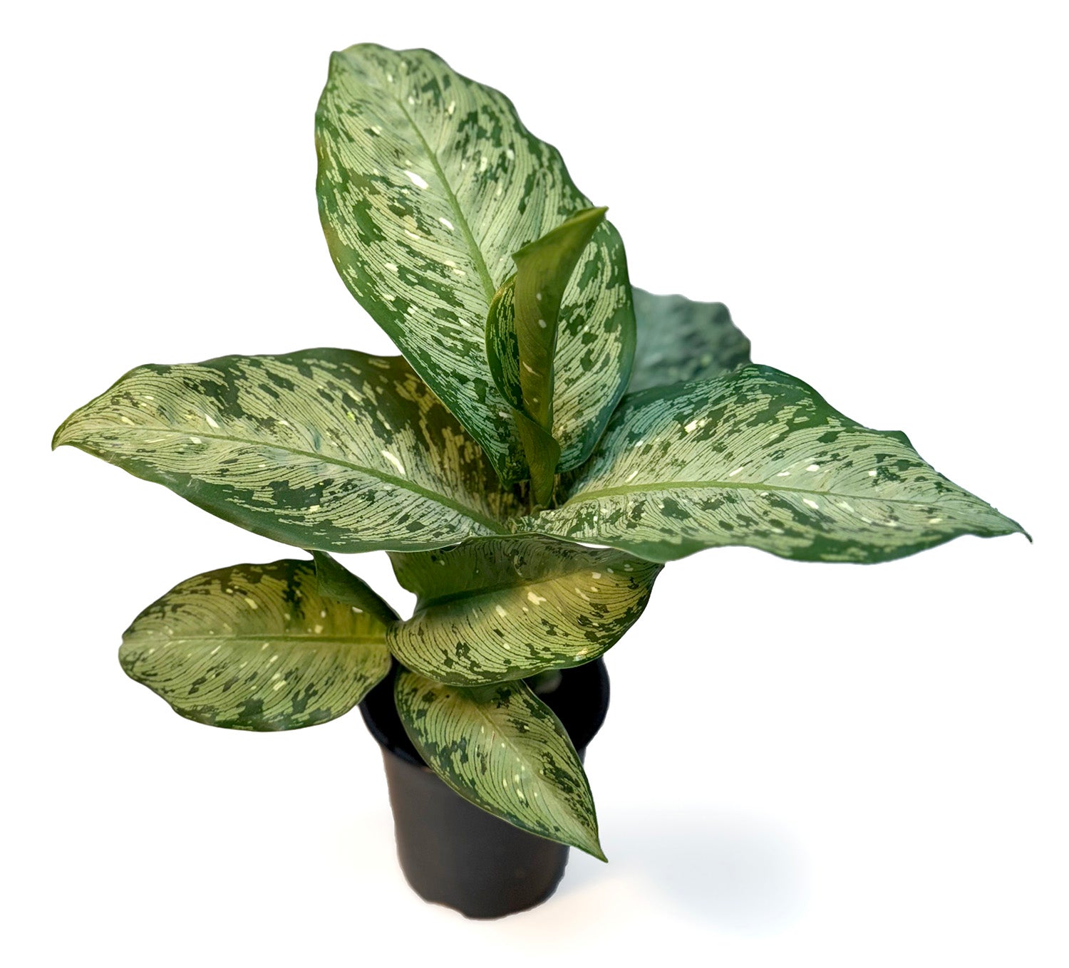 CF 4" Dieffenbachia Memoria-Corsi Potted Plant