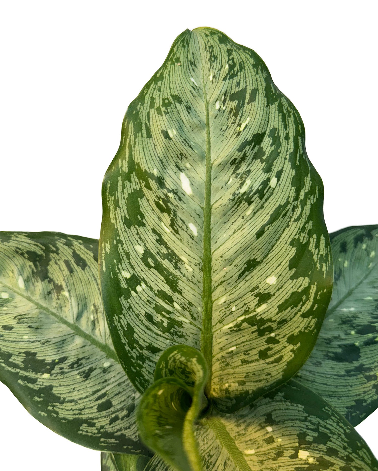 CF 4" Dieffenbachia Memoria-Corsi Potted Plant