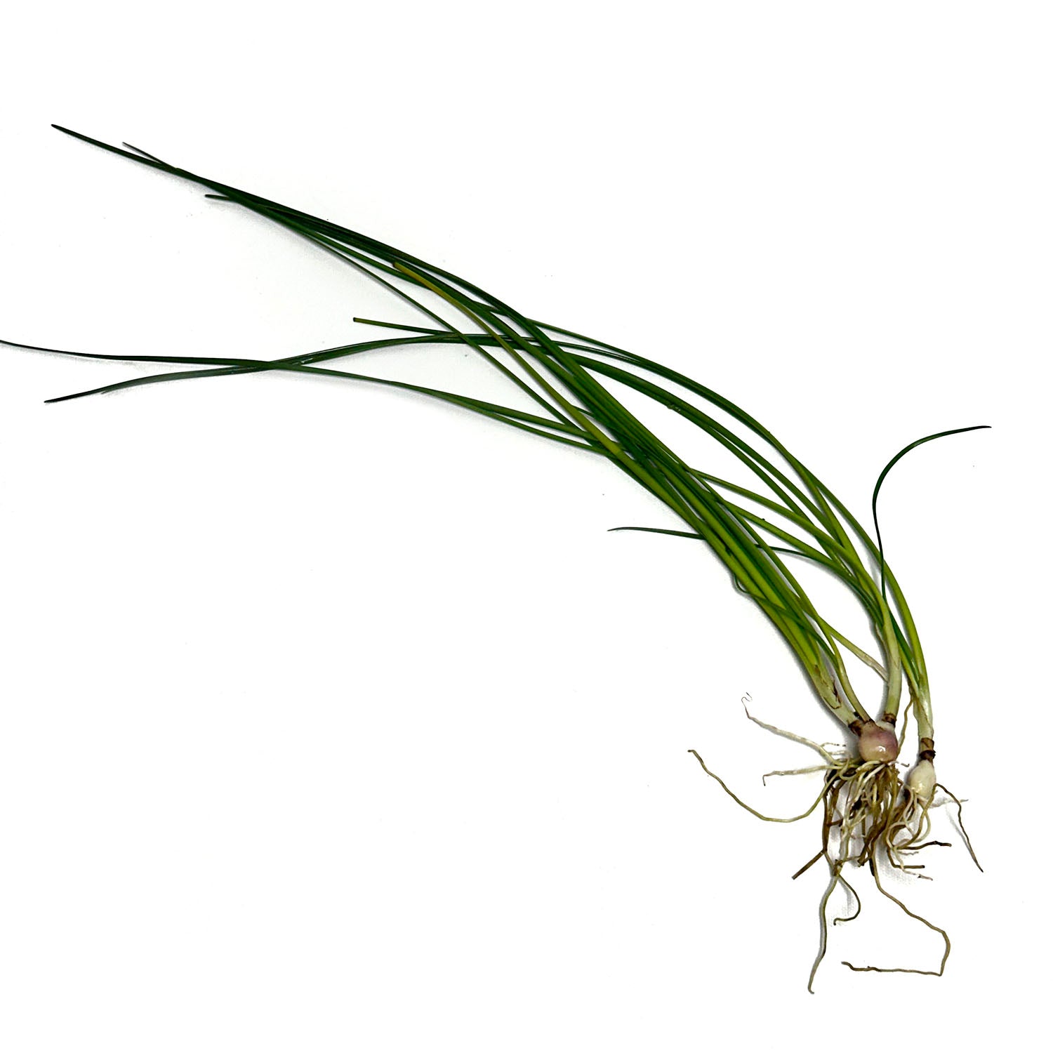 FLO Dwarf Onion / Zephyranthes Candida Single Plant