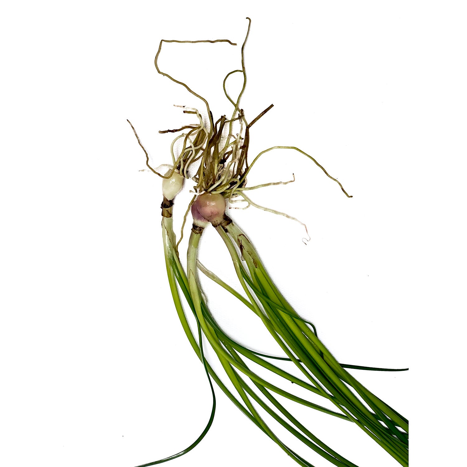 FLO Dwarf Onion / Zephyranthes Candida Single Plant