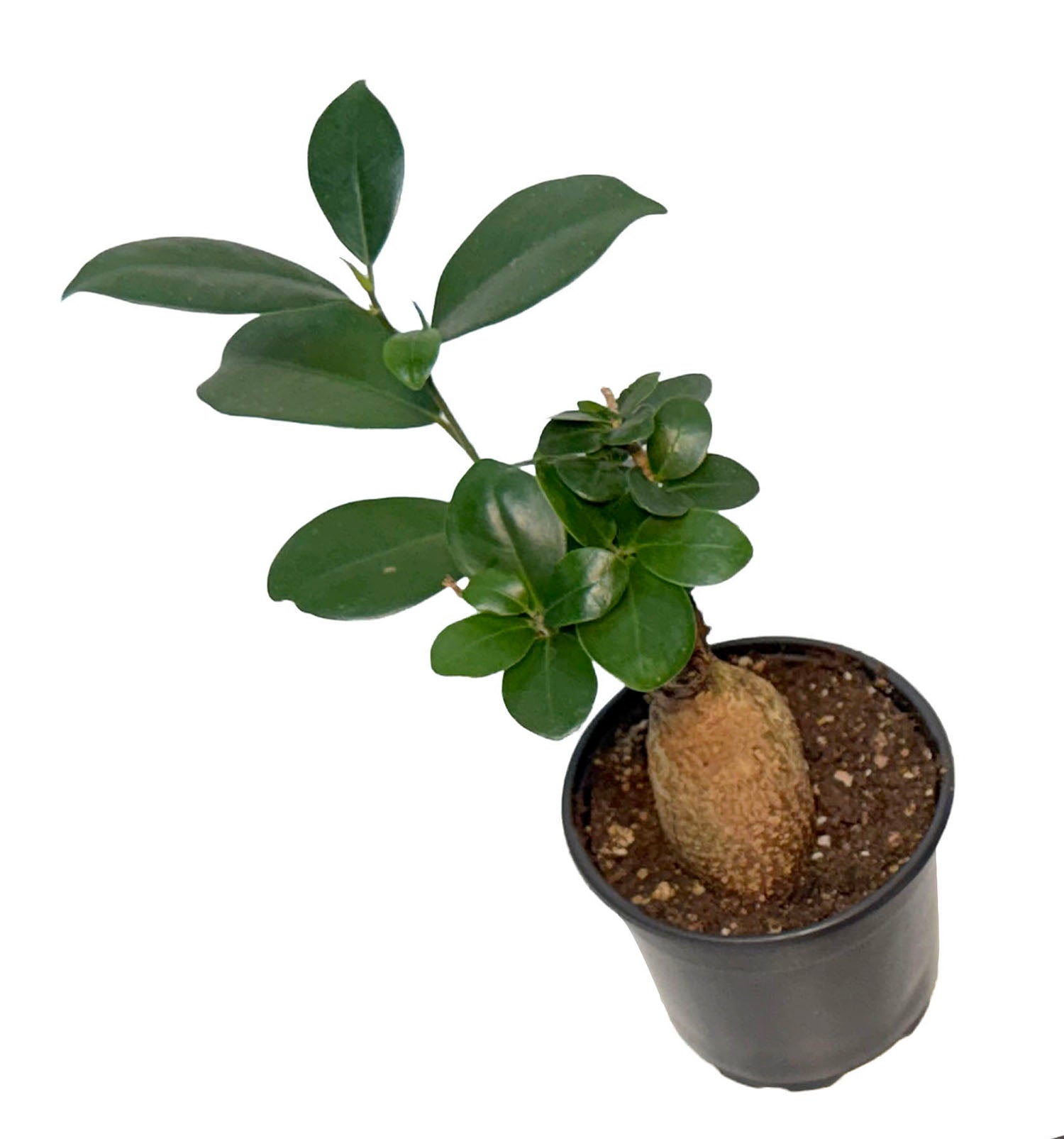 CF 4” Pot Ginseng Ficus Bonsai Plant (Assorted Grower's Choice)