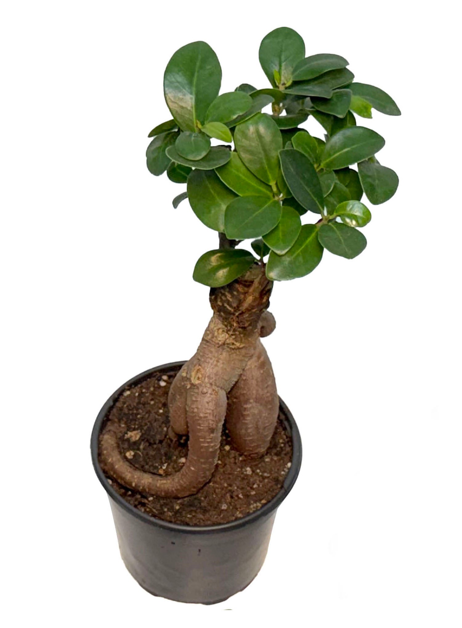 CF 4” Pot Ginseng Ficus Bonsai Plant (Assorted Grower's Choice)