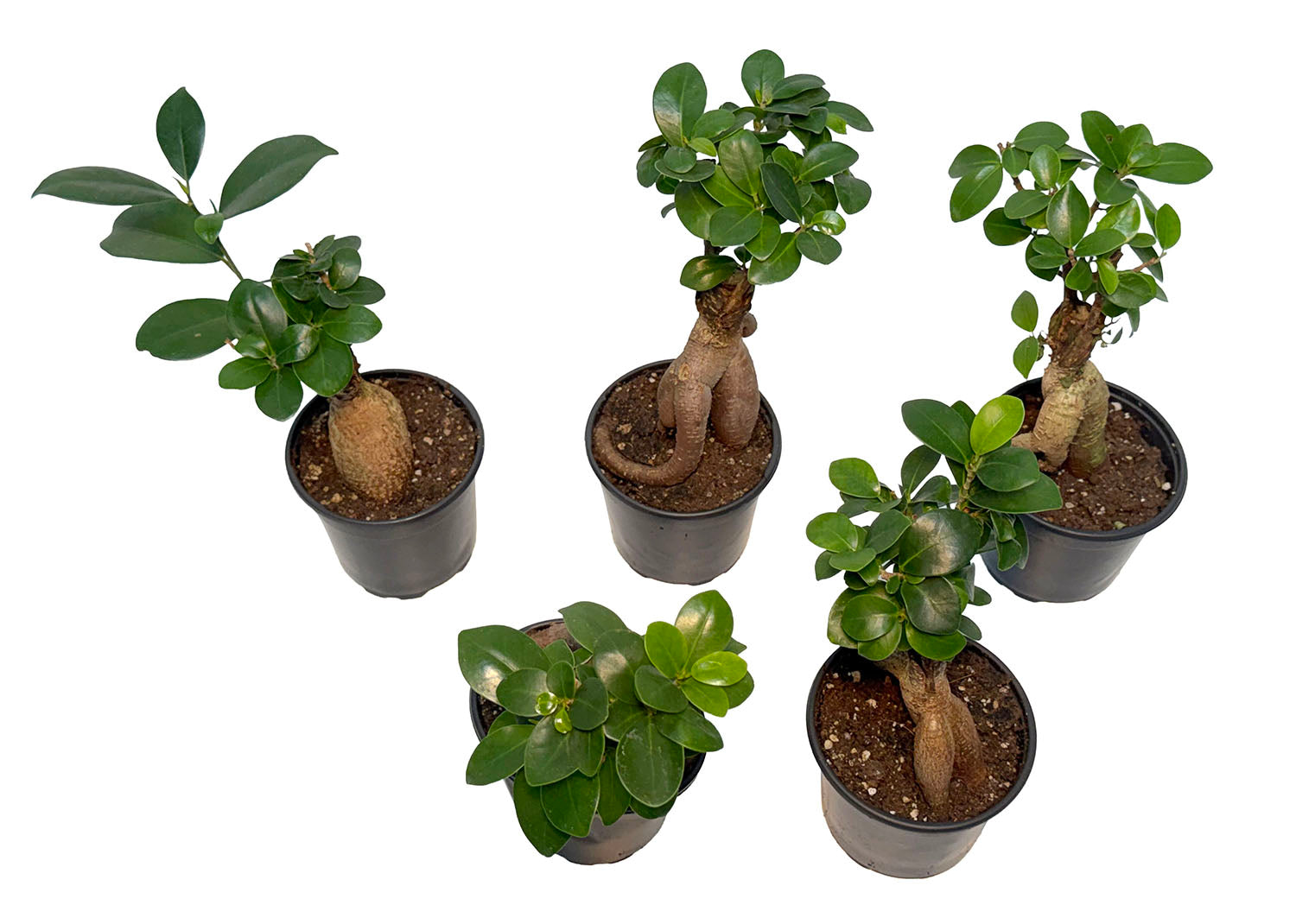 CF 4” Pot Ginseng Ficus Bonsai Plant (Assorted Grower's Choice)