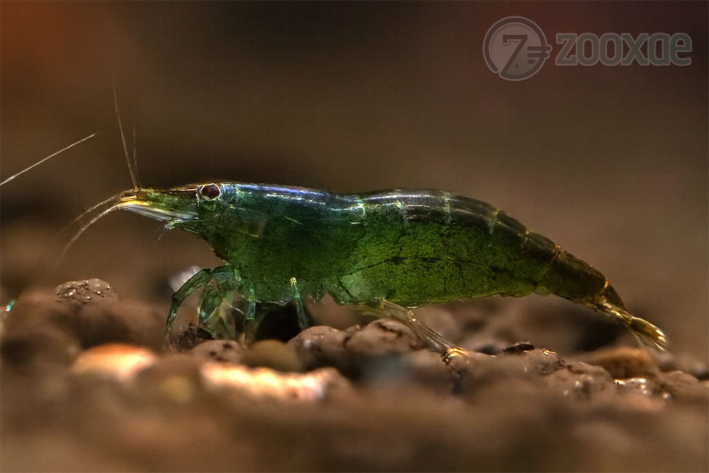 DT Green Jade Neocaridina Shrimp