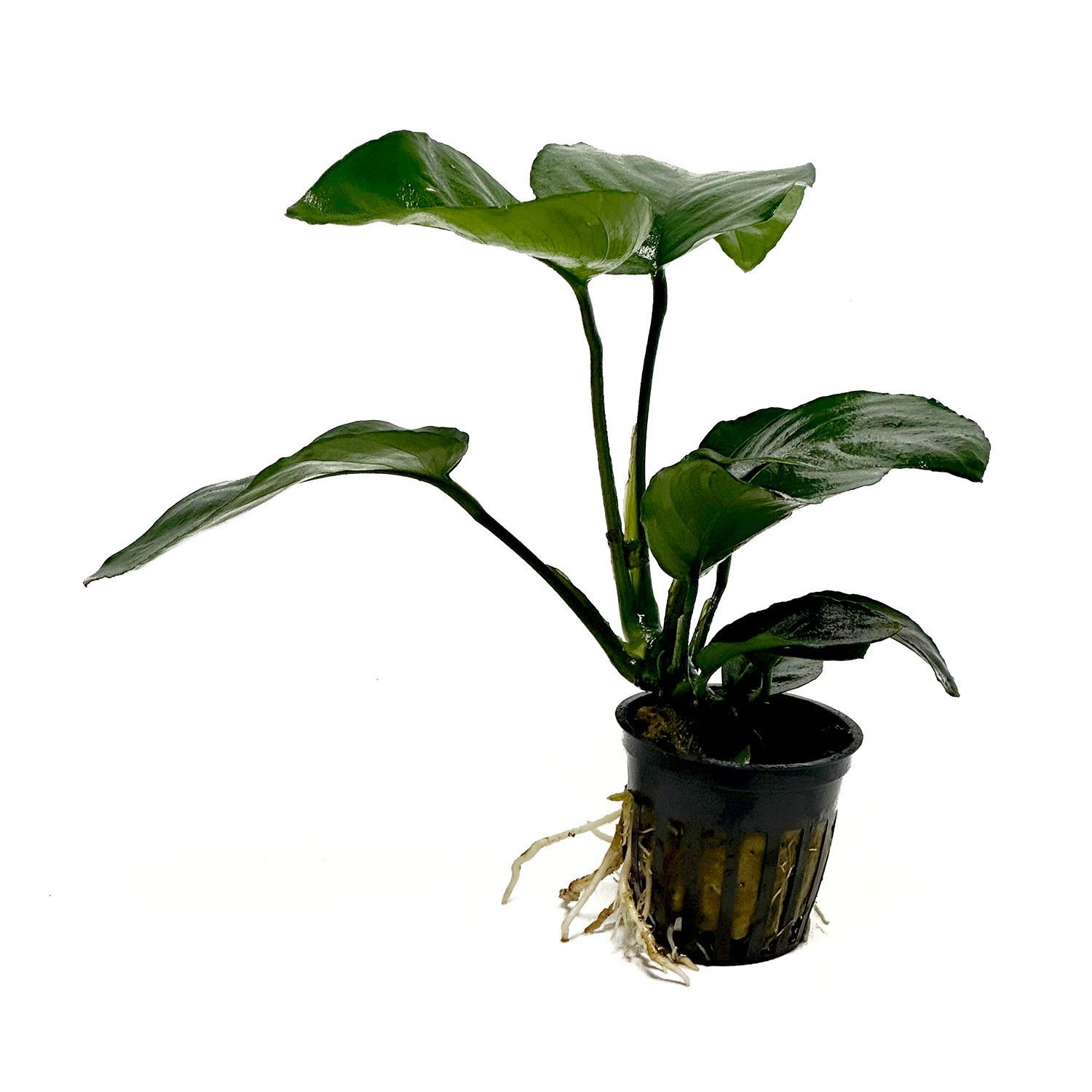 Anubias Barteri Broad Leaf Potted Plant