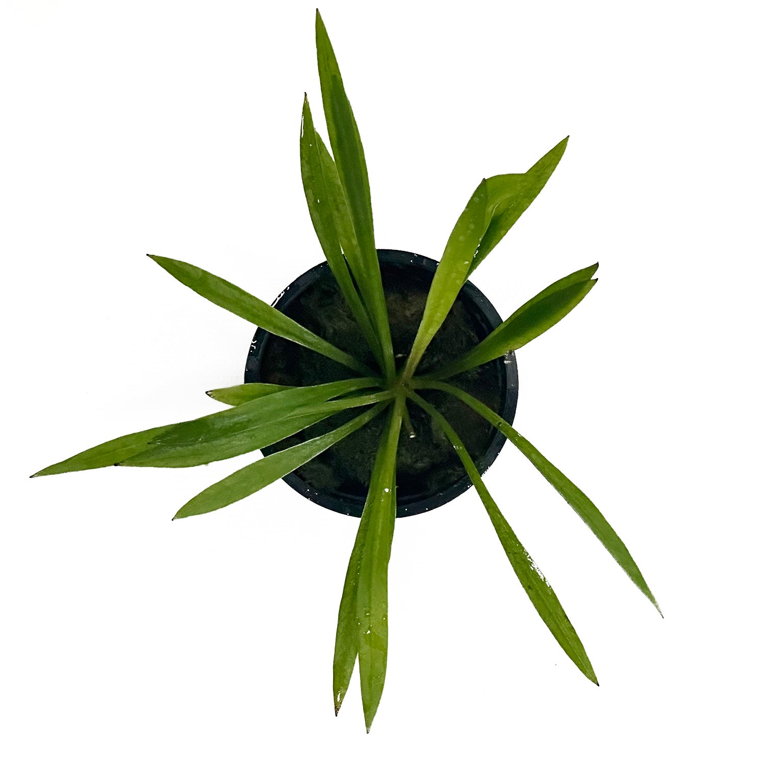 Chain Sword Narrow / Echinodorus - Helanthium Tenellus Potted Plant