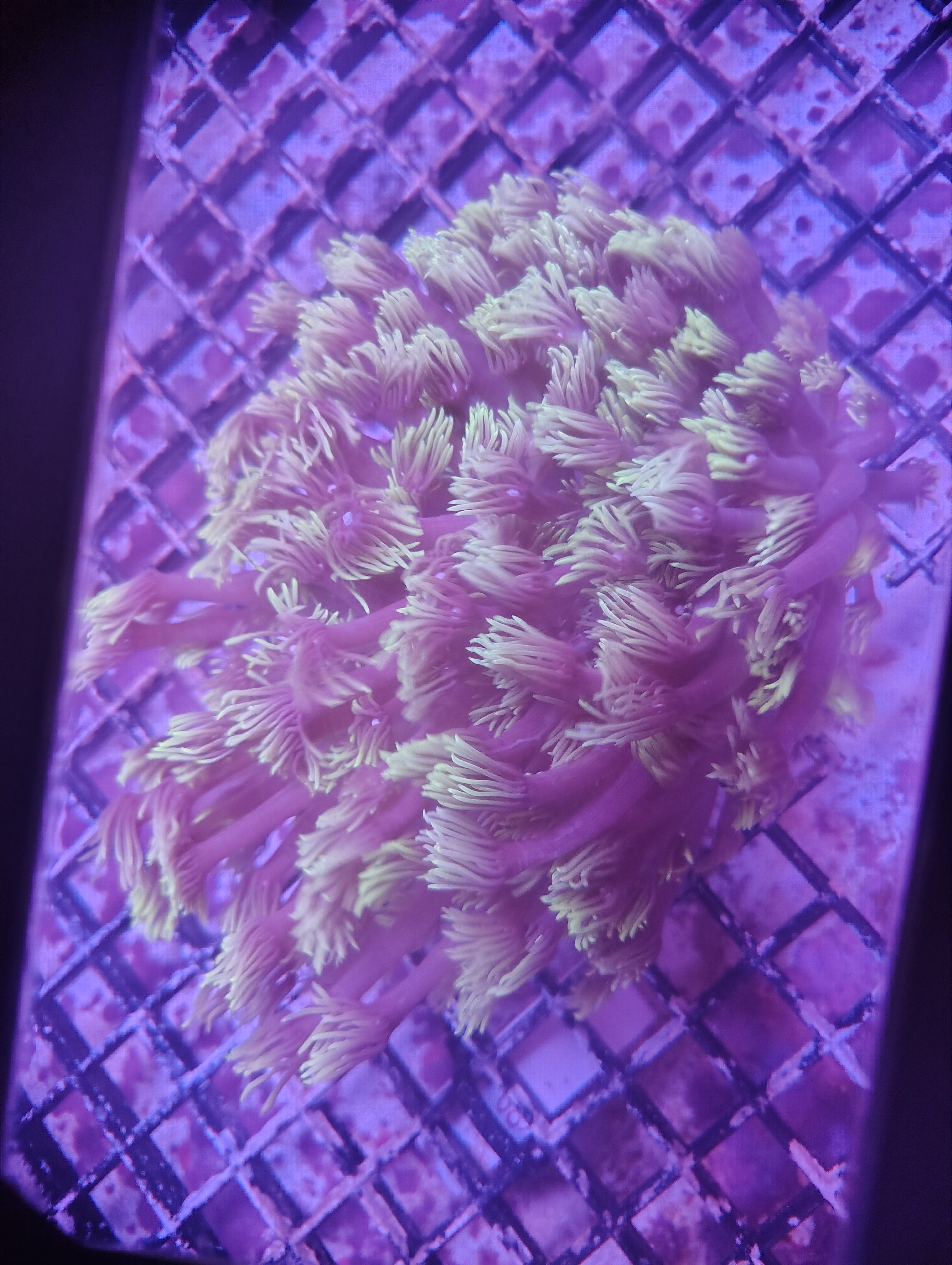 Indo Ultra Neon Tip Goniopora Colony