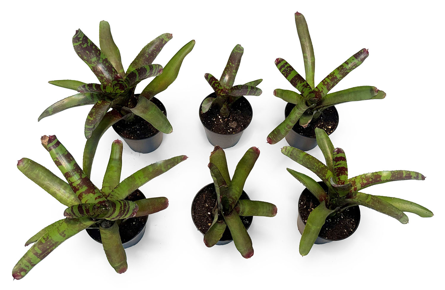 3" Pot Bromeliad Plant (Assorted Grower's Choice)