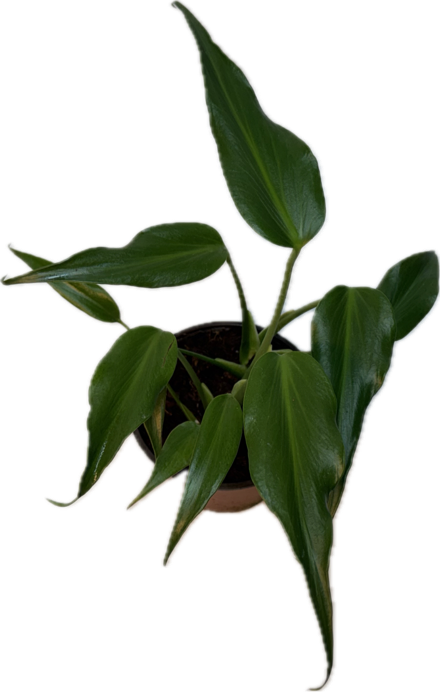 6" WYSIWYG Monstera Burle Marx Flame Potted Plant