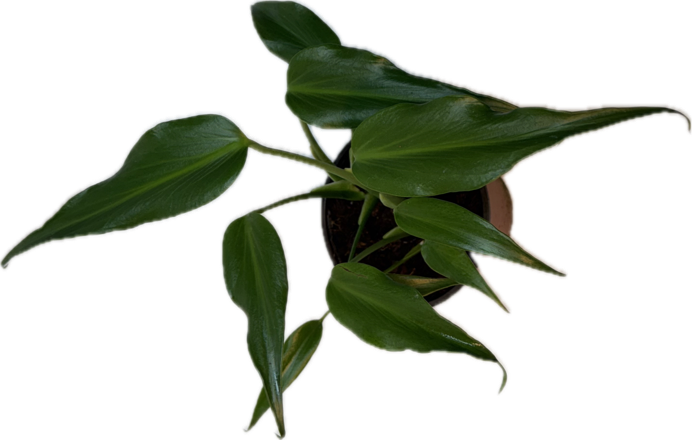 6" WYSIWYG Monstera Burle Marx Flame Potted Plant