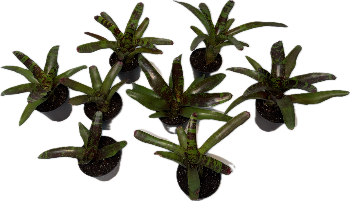 3" Bromeliad Guacamole Plant