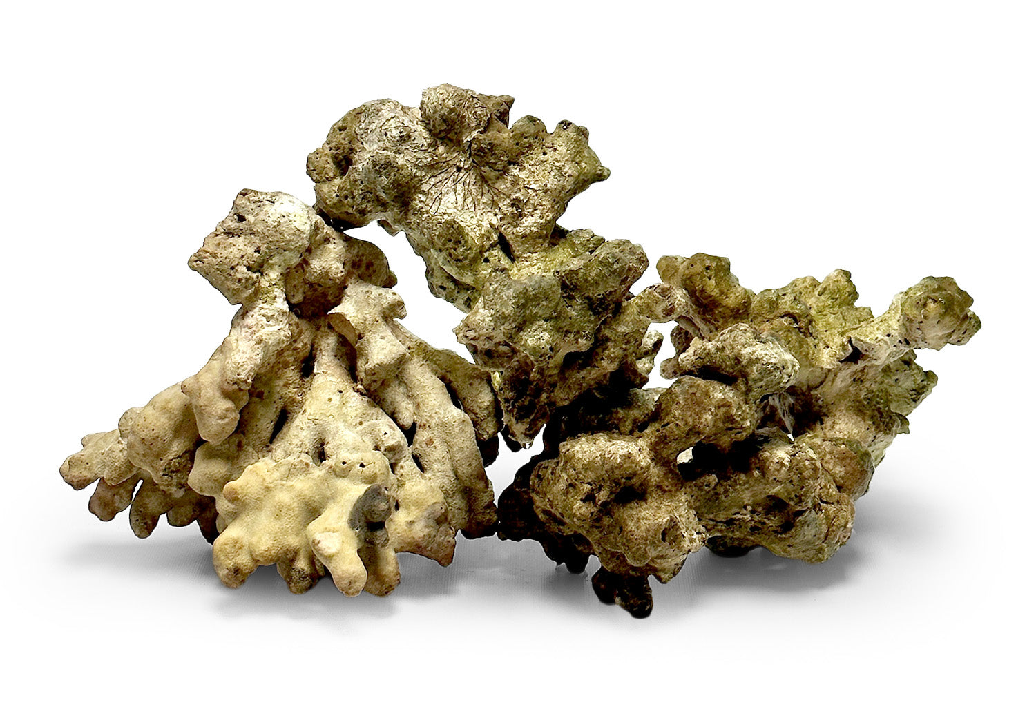 Live Jakarta Reef Rock - Sold per Pound