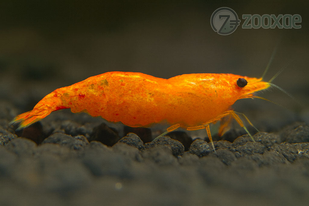 DT Koi Sunburst Neocaridina Shrimp - Pack of 24