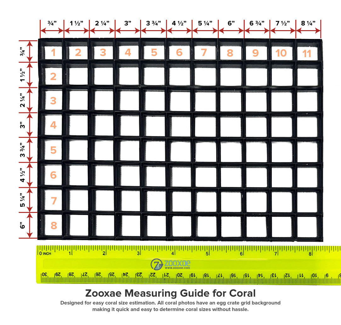 Item#A615LP9615(F) WYSIWYG Aussie Maze Brain Frag