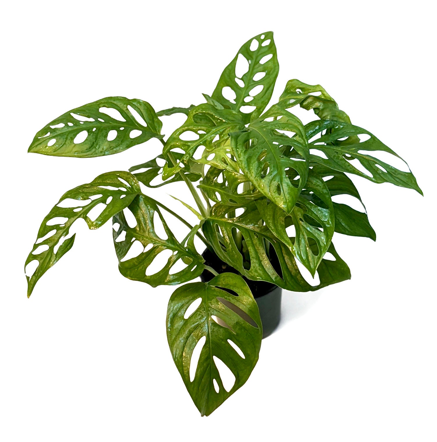 CF 4" Monstera Adansonii Potted Plant