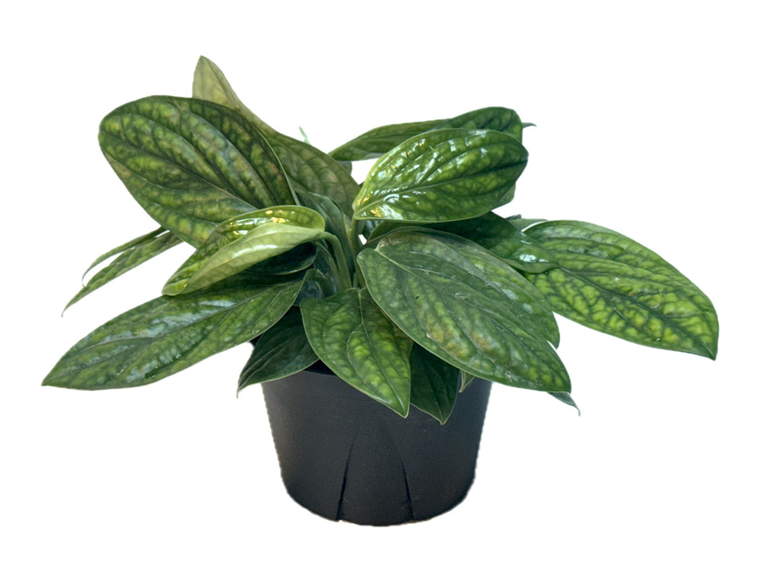 6" WYSIWYG Monstera Peru Potted Plant