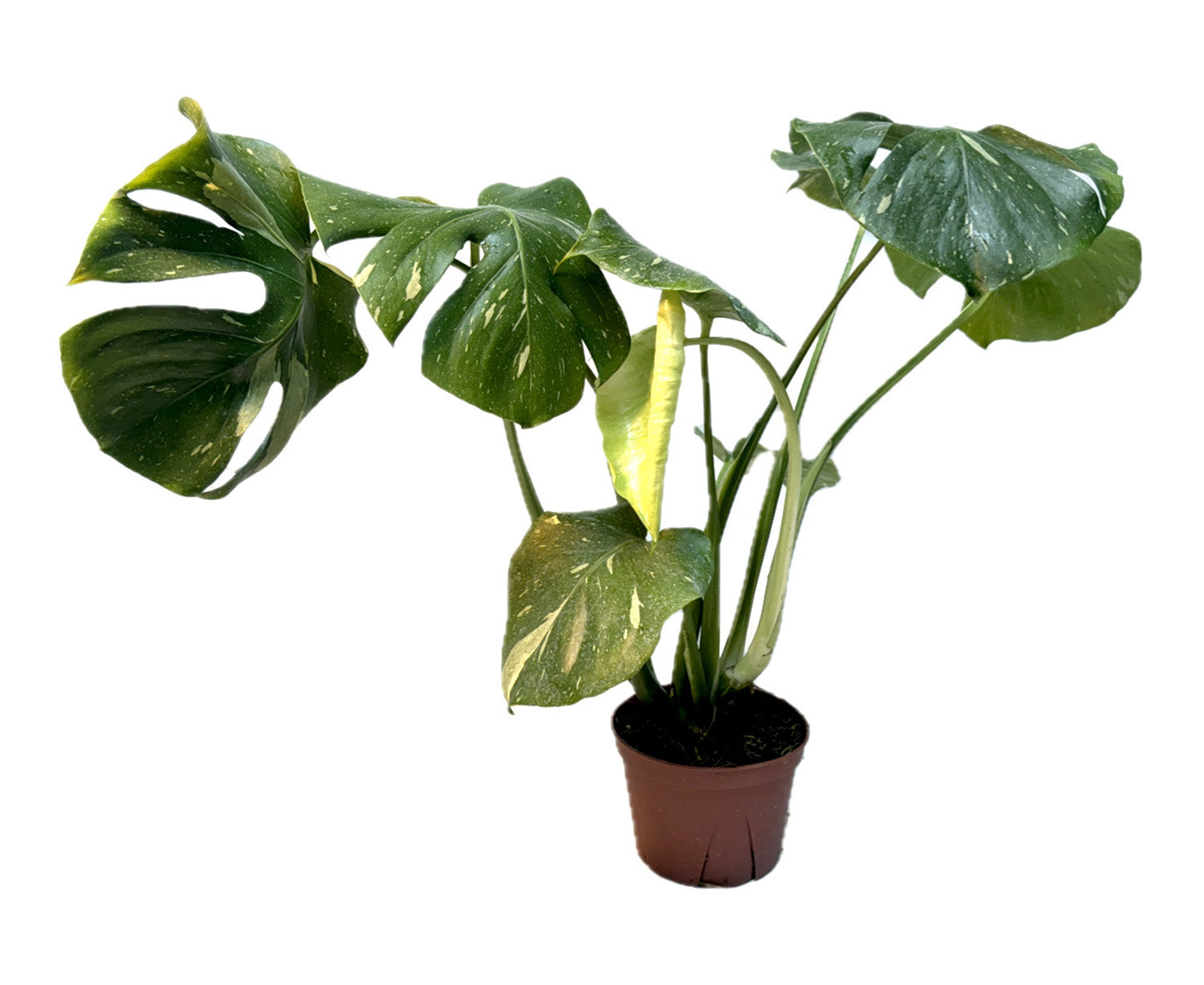 6" WYSIWYG Monstera Thai Constellation Potted Plant