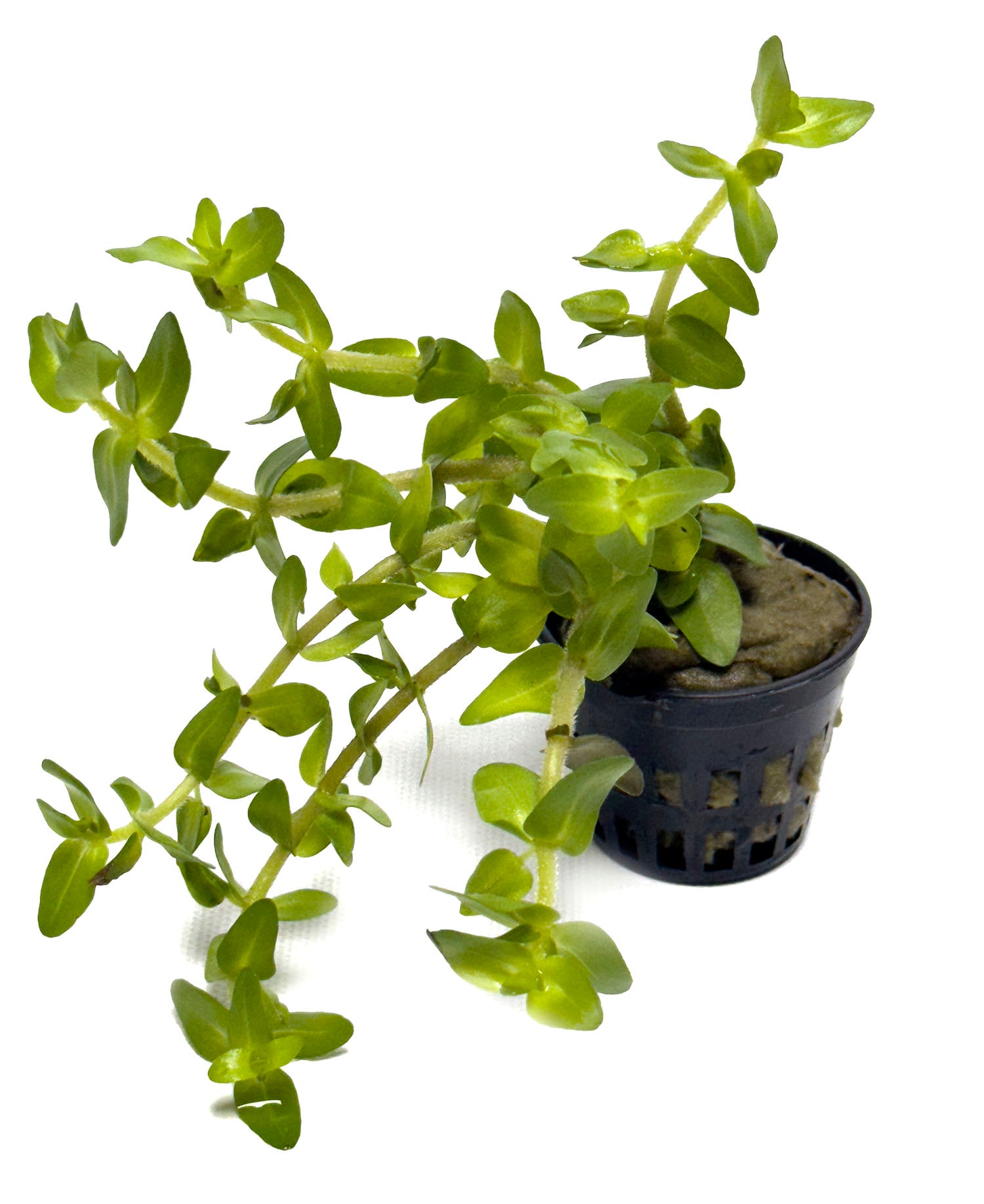 DS Bacopa Caroliniana Potted Plant