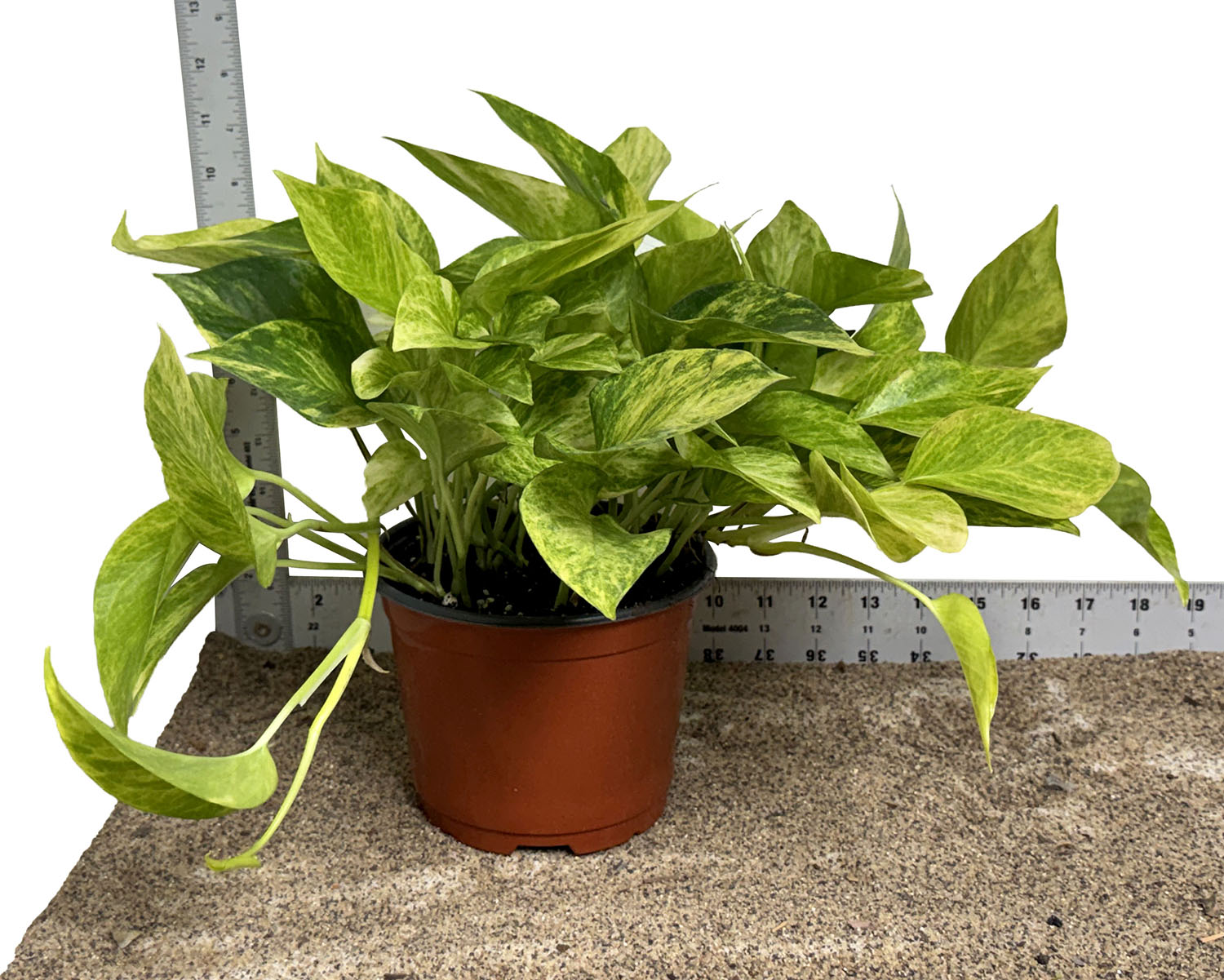 6" Pot WYSIWYG Neon Queen Pothos Plant