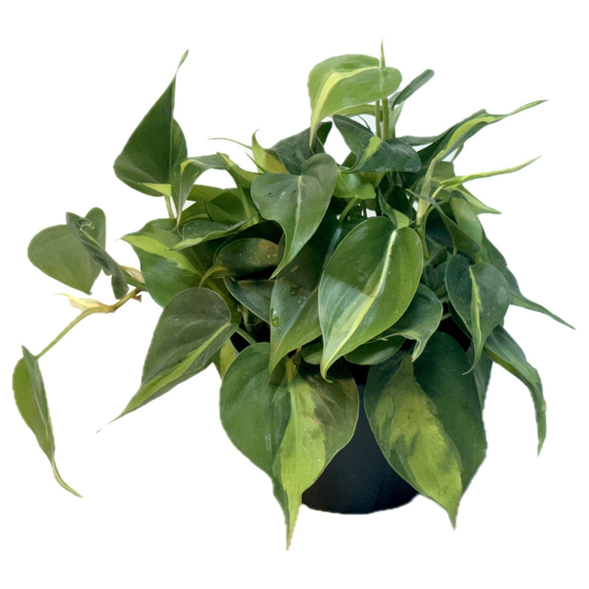 6" Pot WYSIWYG Philodendron Brasil Plant