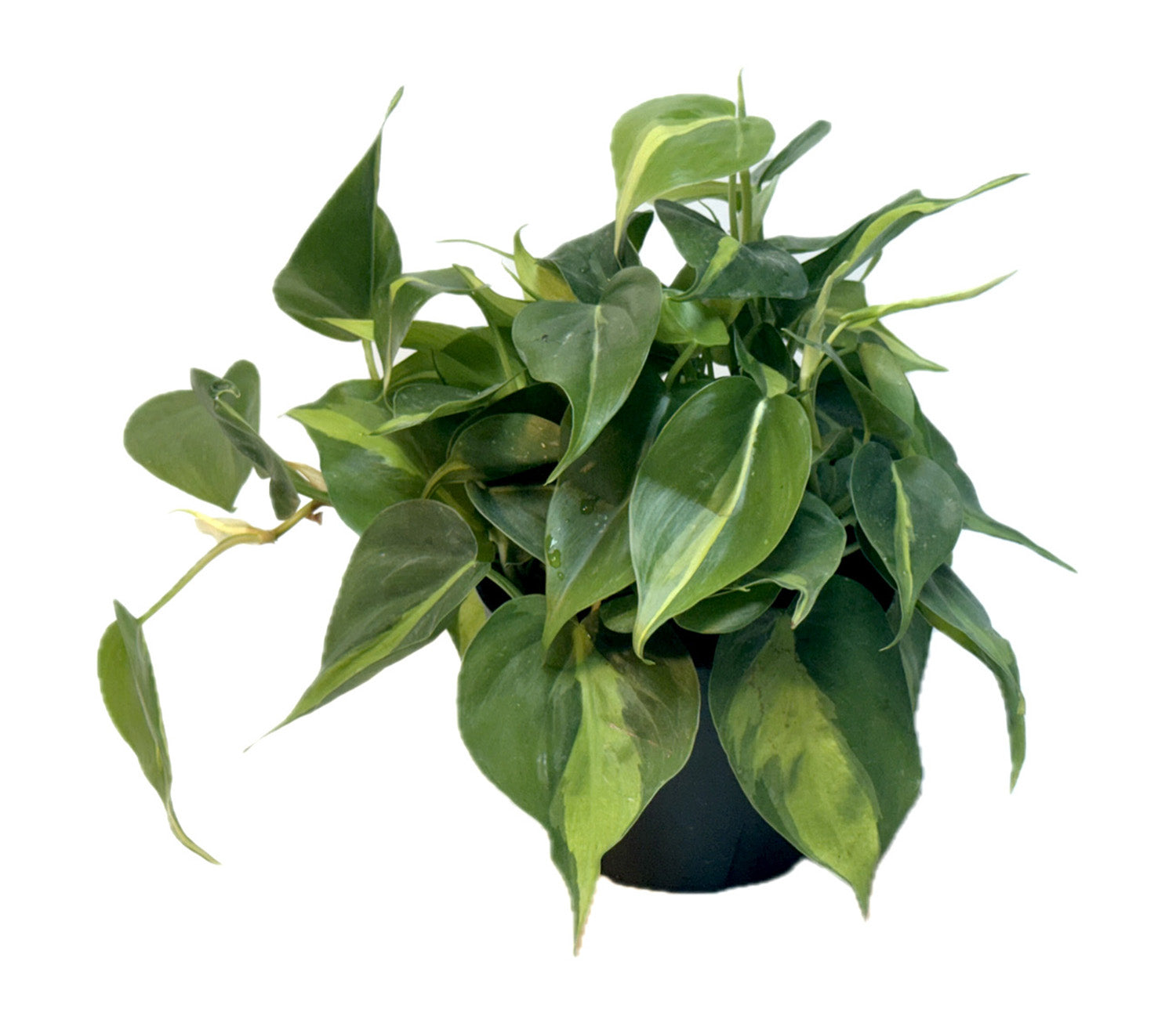 6" WYSIWYG Philodendron Brasil Potted Plant