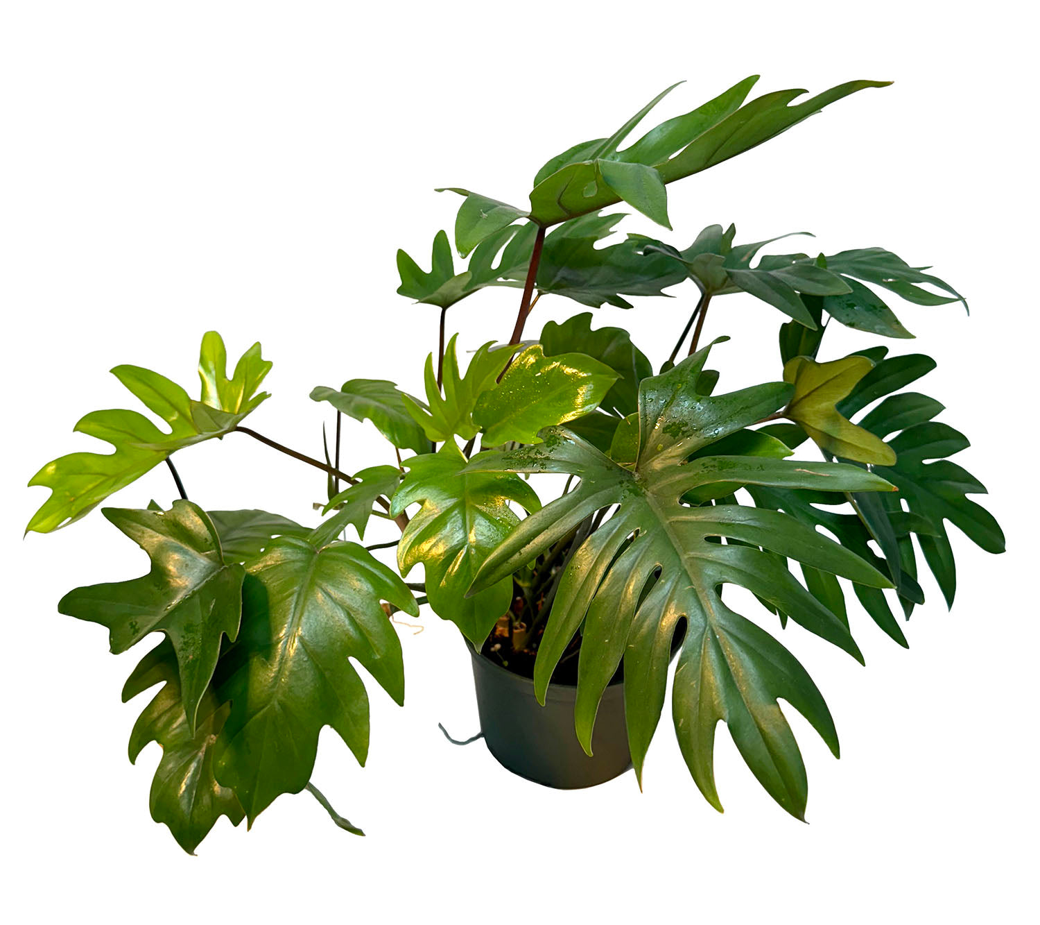 6" Philodendron Mayoi Potted Plant