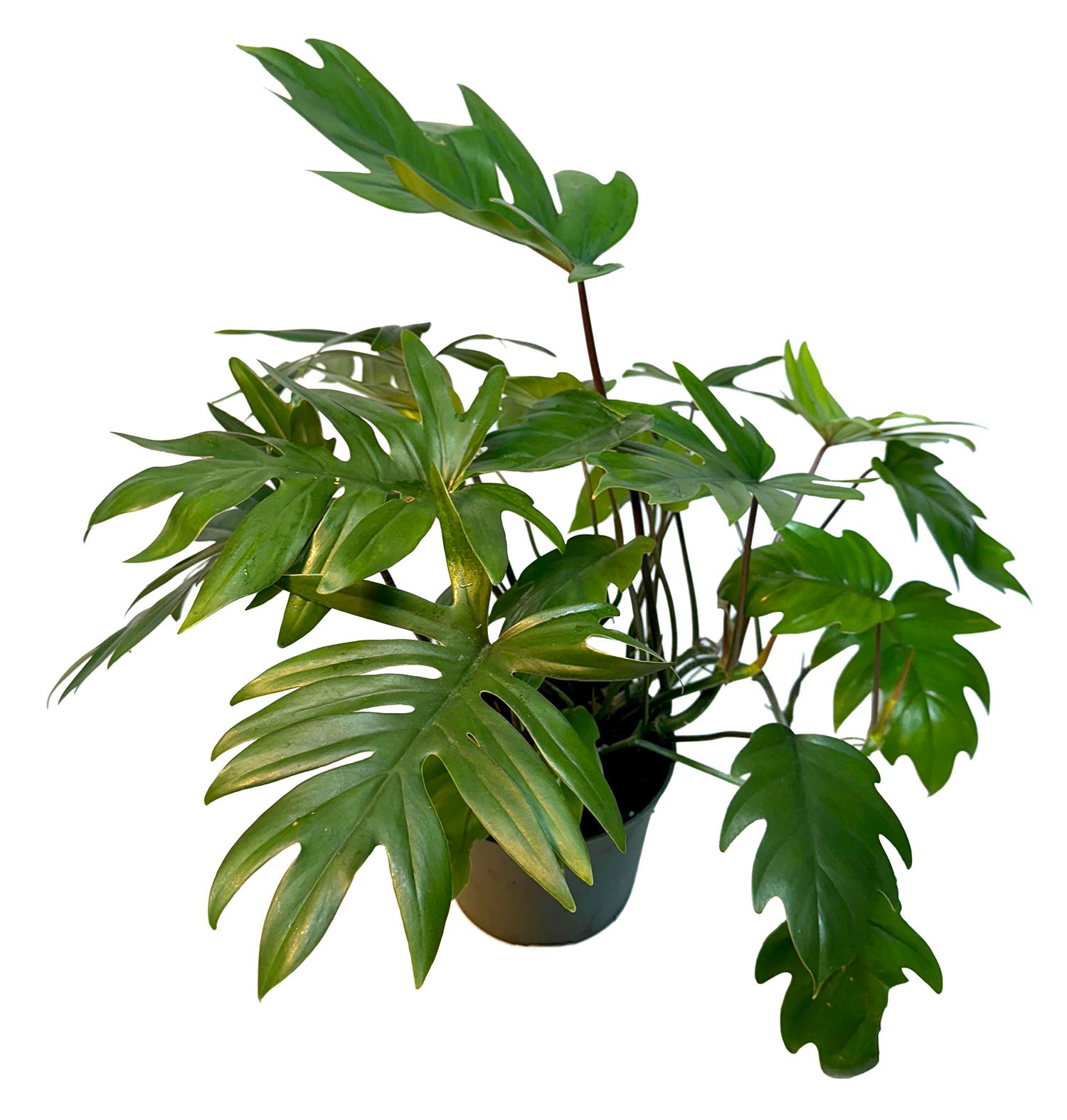 6" Philodendron Mayoi Potted Plant