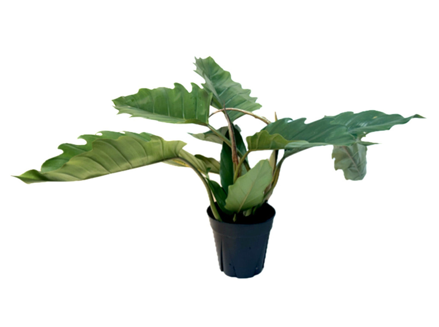 6" WYSIWYG Philodendron Pluto Potted Plant