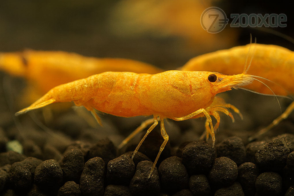 DT Pumpkin Neocaridina Shrimp
