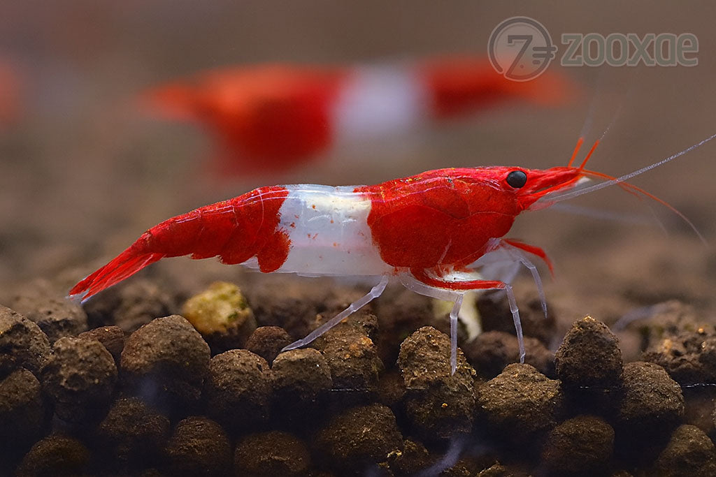 DT Red Rili Neocaridina Shrimp