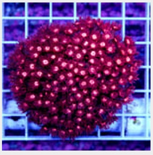 17826 Aussie Ultra Unique Red Goniopora Colony