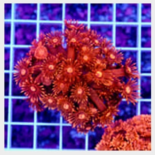 1785 Aussie Ultra Unique Red Goniopora Colony