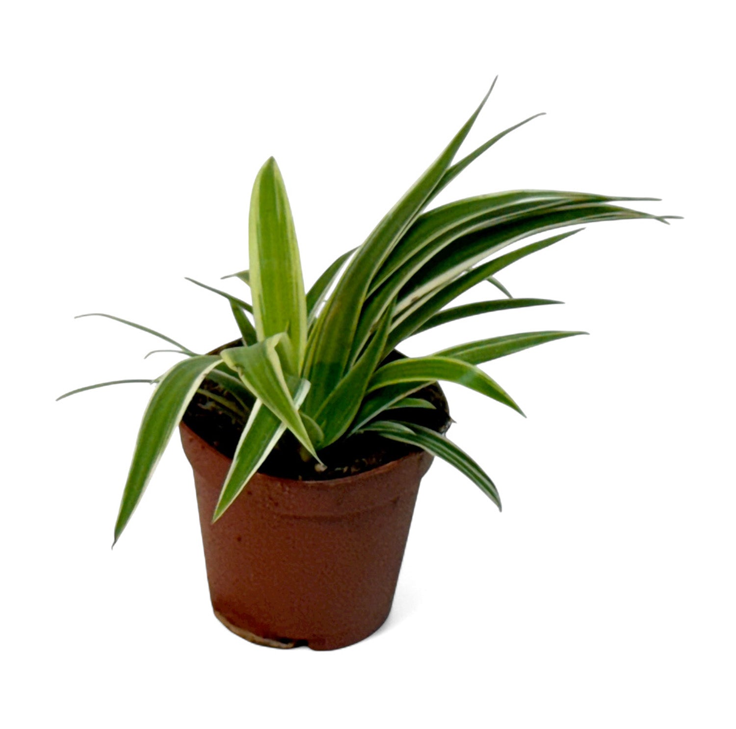 2” Terrarium/Vivarium Potted Plants (Assorted Grower's Choice)