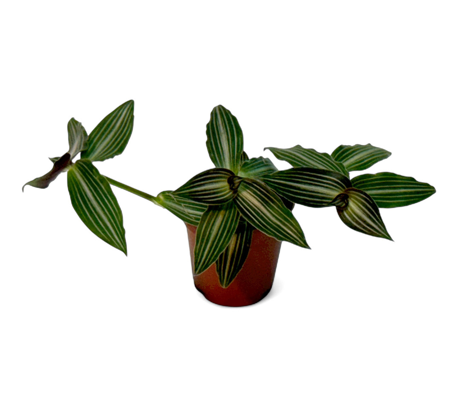 2” Terrarium/Vivarium Potted Plants (Assorted Grower's Choice)