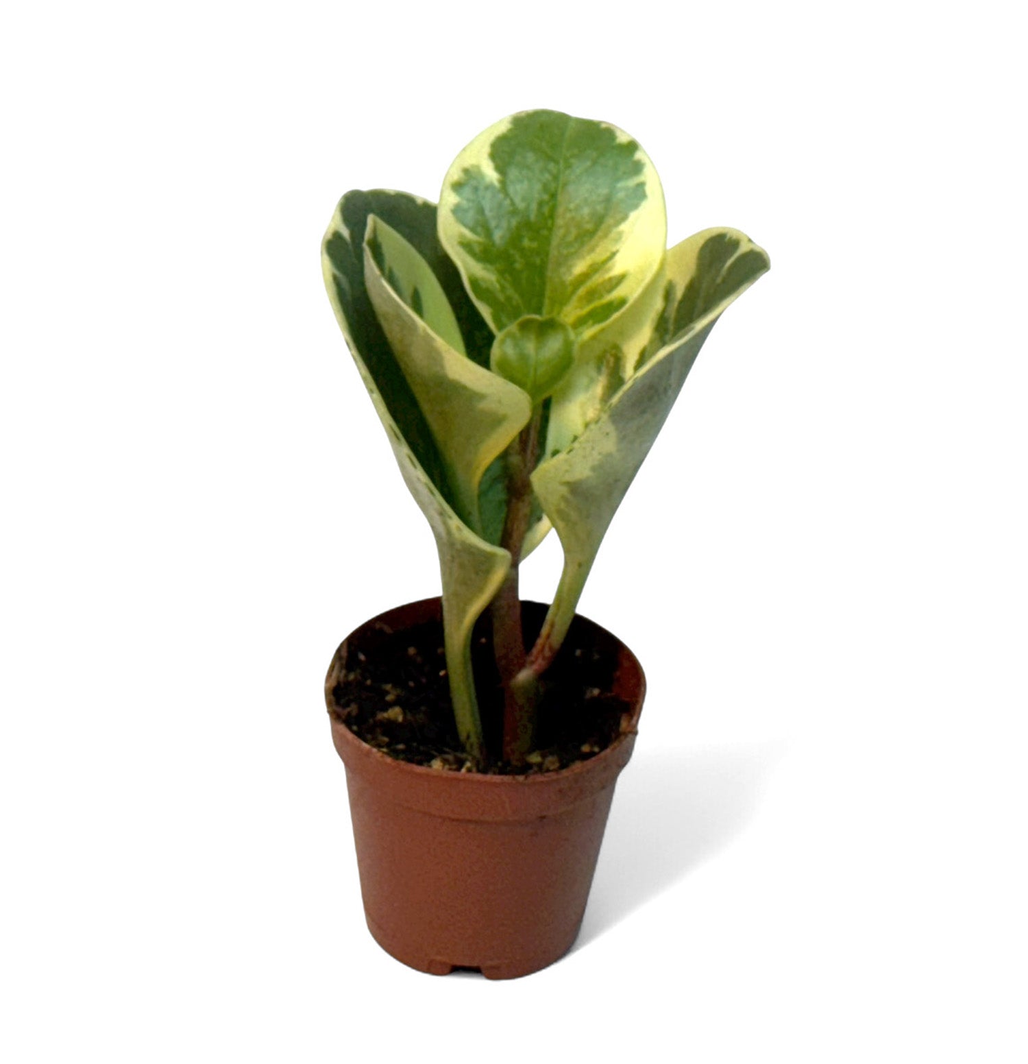 2” Terrarium/Vivarium Potted Plants (Assorted Grower's Choice)