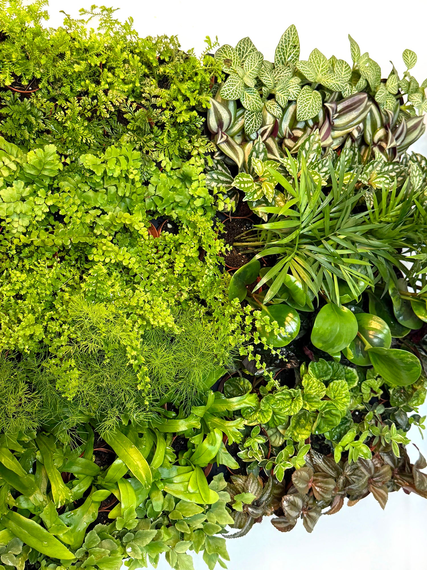 2” Terrarium/Vivarium Potted Plants (Assorted Grower's Choice)
