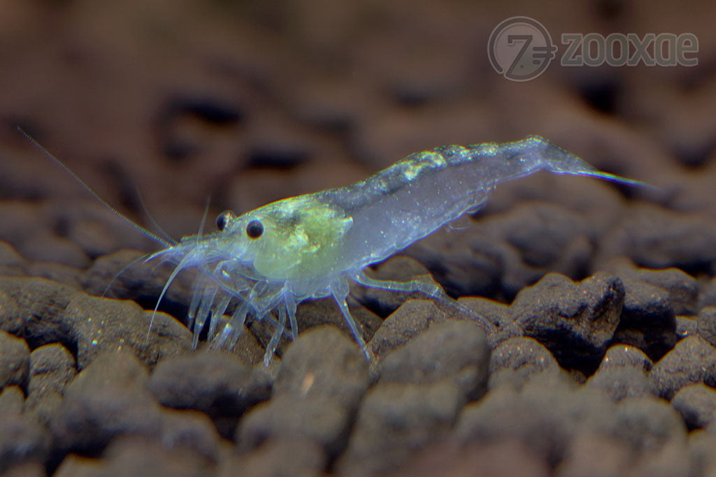 DT Amano Caridina Shrimp White