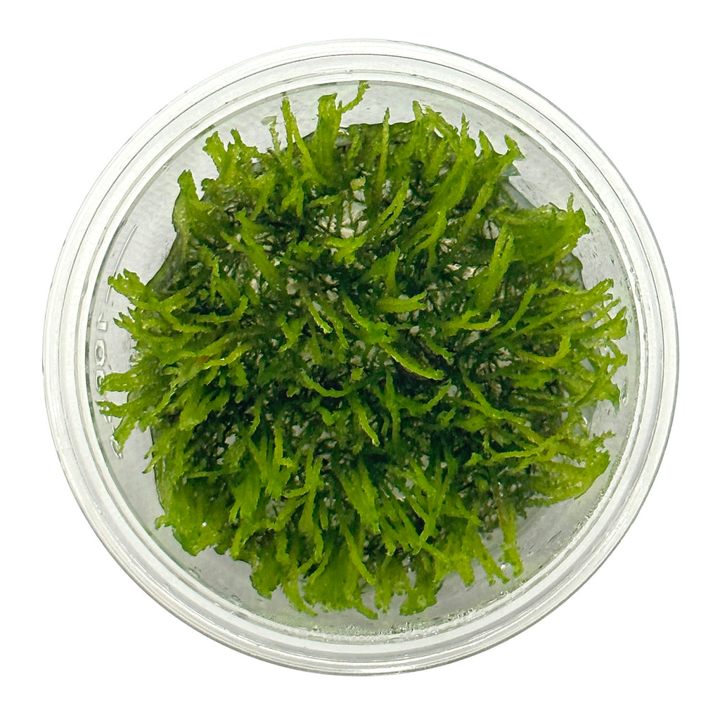 Weeping Moss (Vesicularia ferriei) Tissue Culture Cup