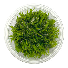 Load image into Gallery viewer, Weeping Moss (Vesicularia ferriei) Tissue Culture Cup