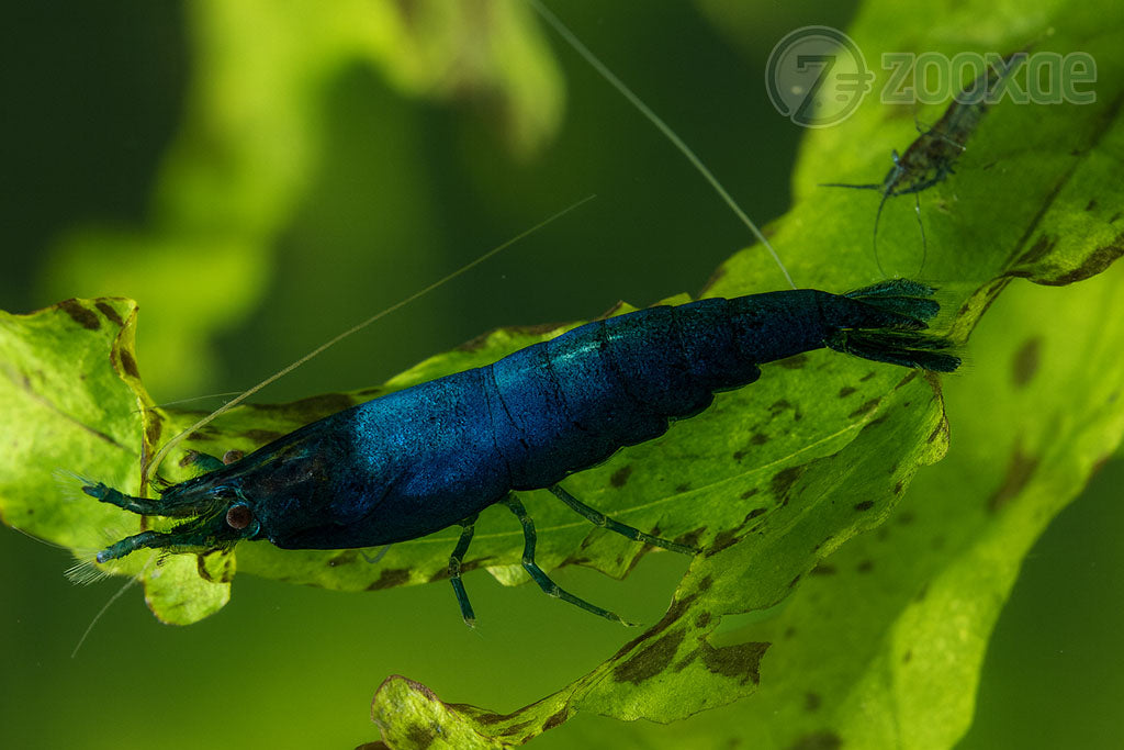 DT Blue Rili Neocaridina Shrimp - Pack of 24