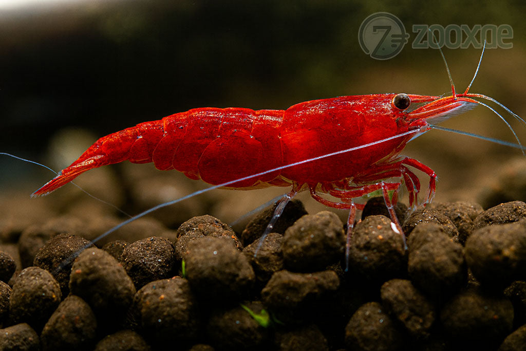 DT Fire Red Neocaridina Shrimp - Pack of 24