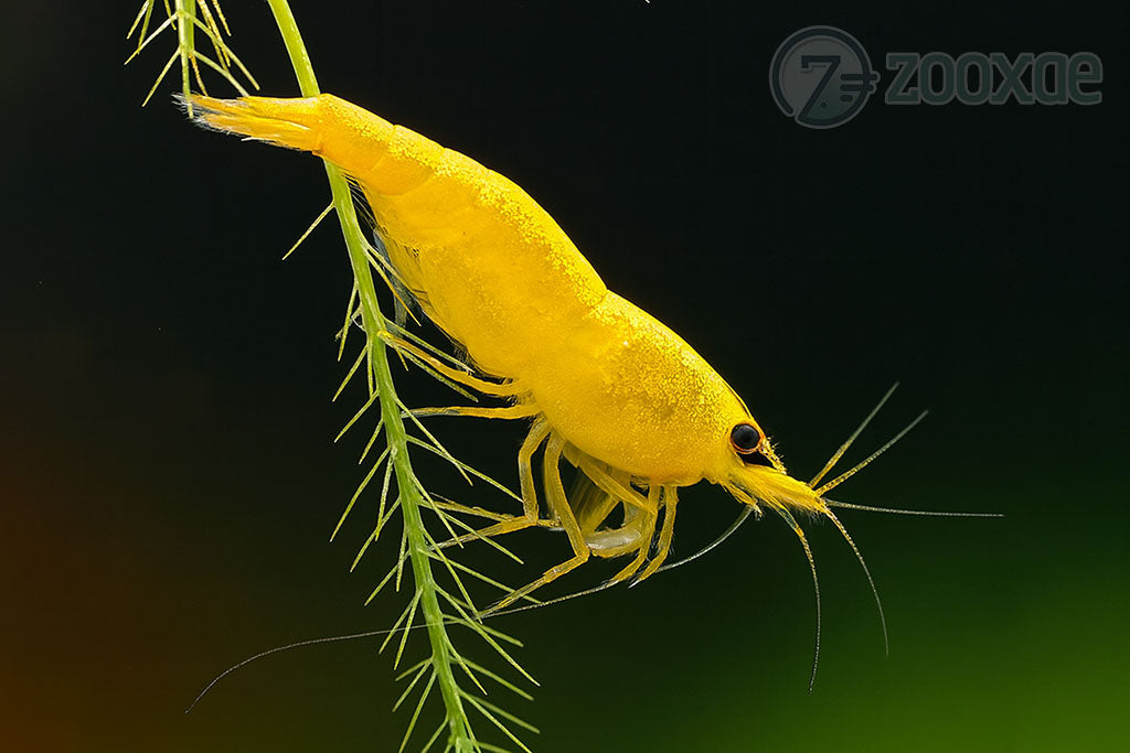 DT Goldenback Yellow Neocaridina Shrimp