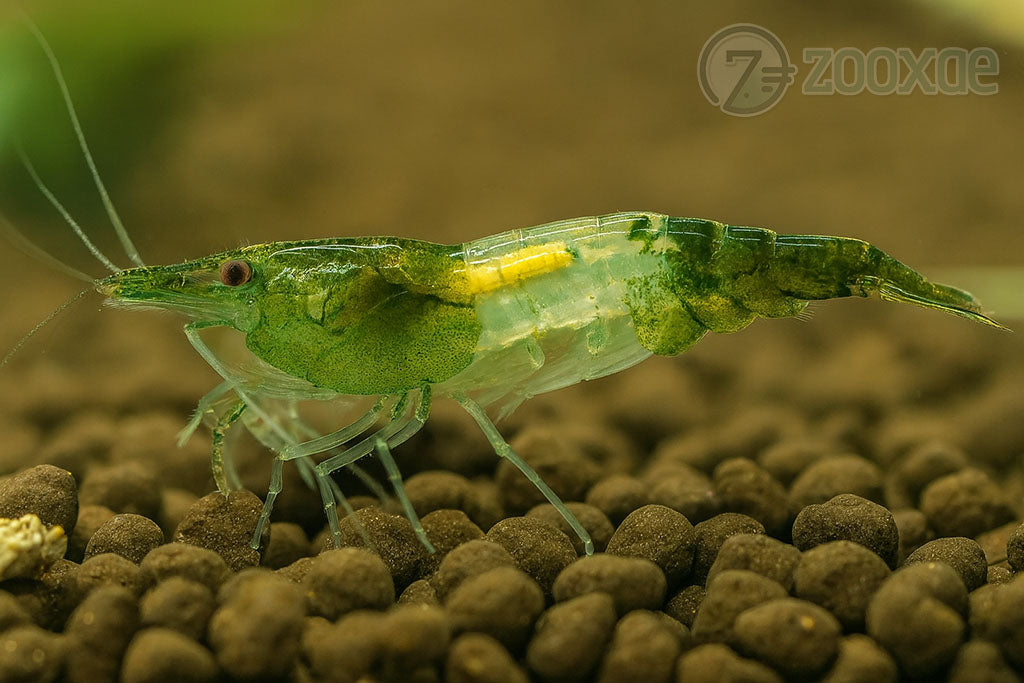 DT Green Rili Neocaridina Shrimp - Pack of 24