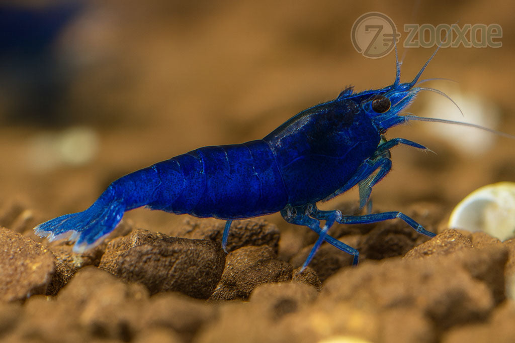 DT Ultra Blue Neocaridina Shrimp - Pack of 24