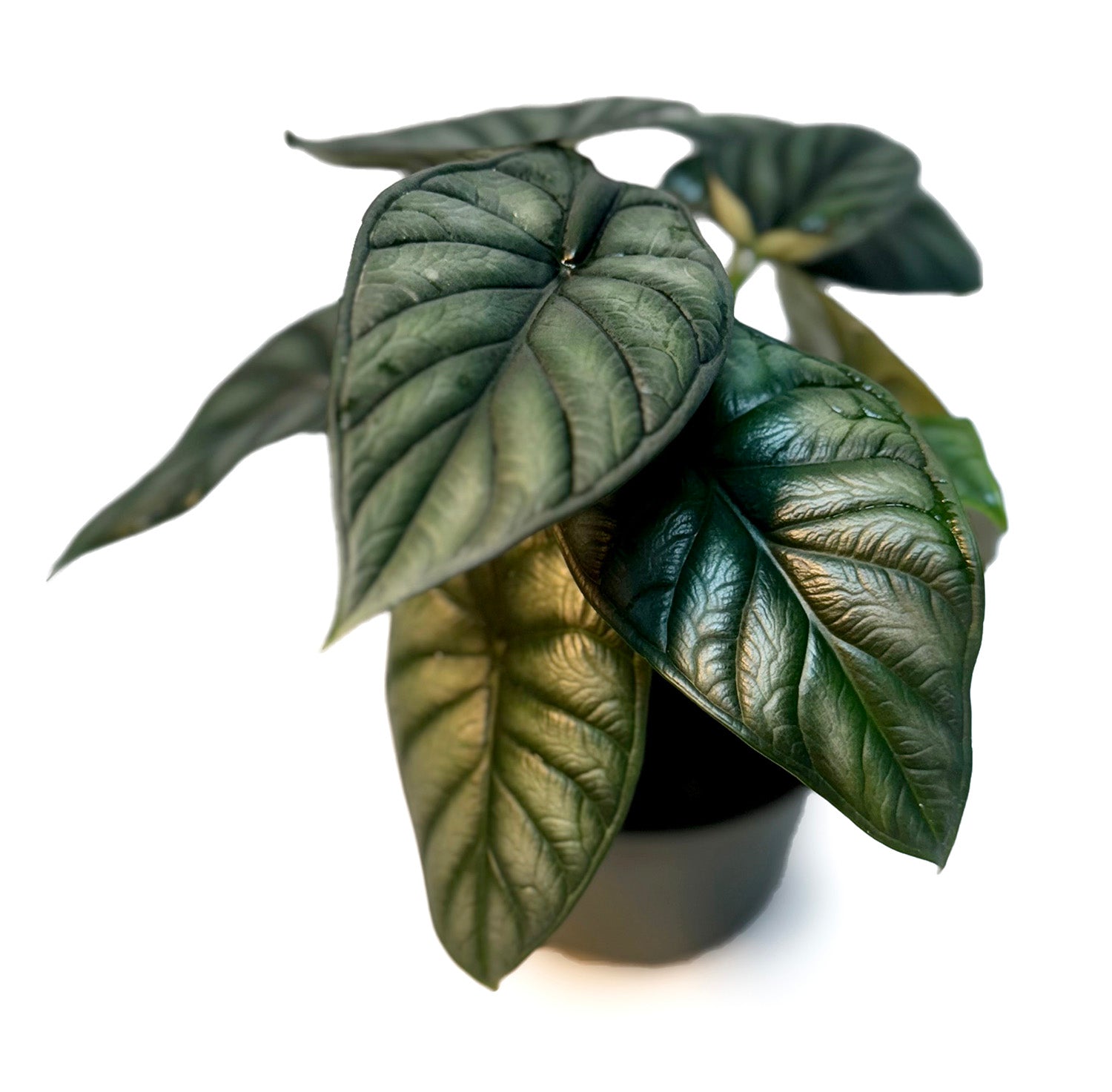 6" Alocasia Dragon Scale Potted Plant