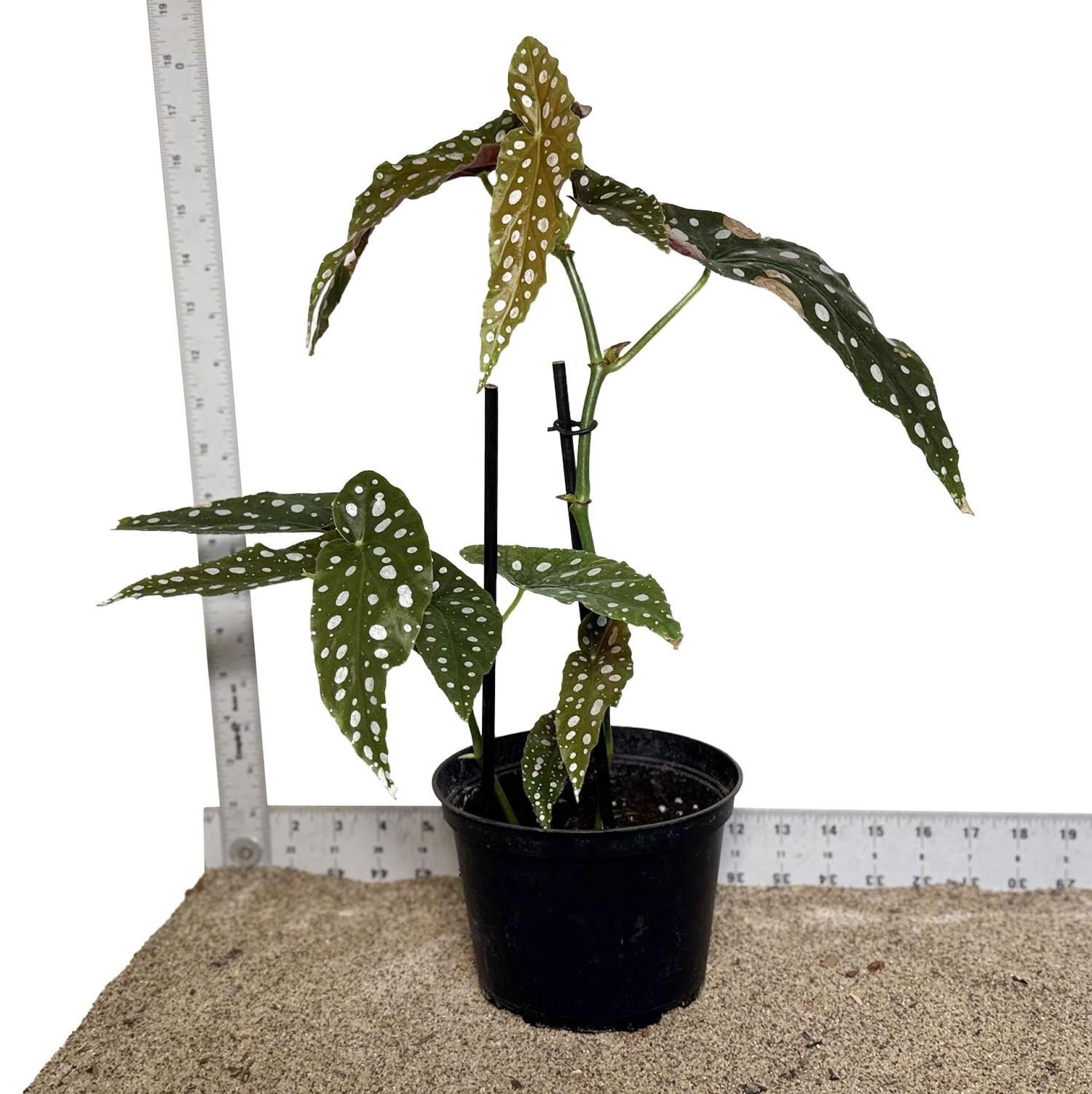 専用　ご確認用　Begonia 2点 Begonia